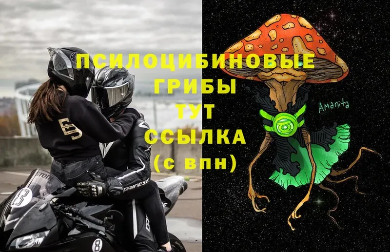 Псилоцибиновые грибы Cubensis  Завитинск 